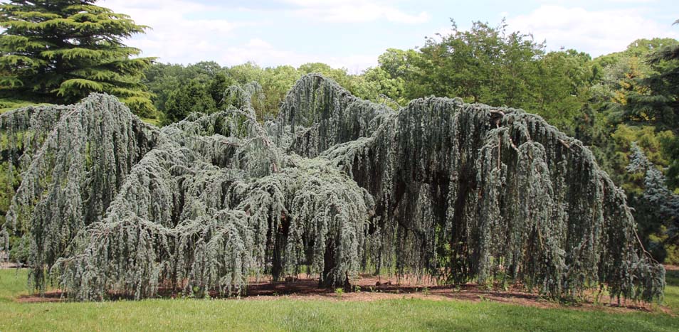 �A�g���X�V�[�_�[