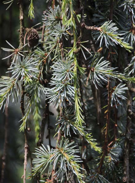 �A�g���X�V�[�_�[�t