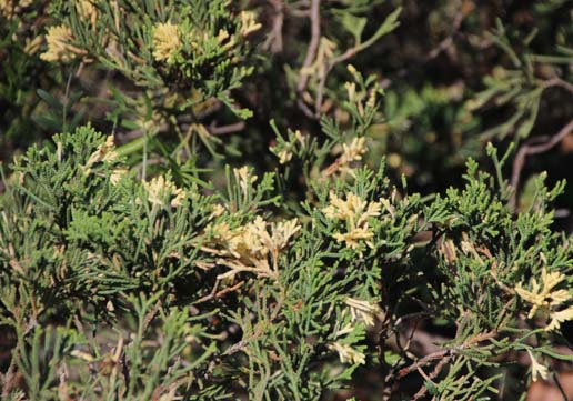 �r���N�V��