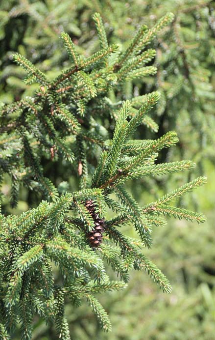 �R�[�J�T�X�g�E�q