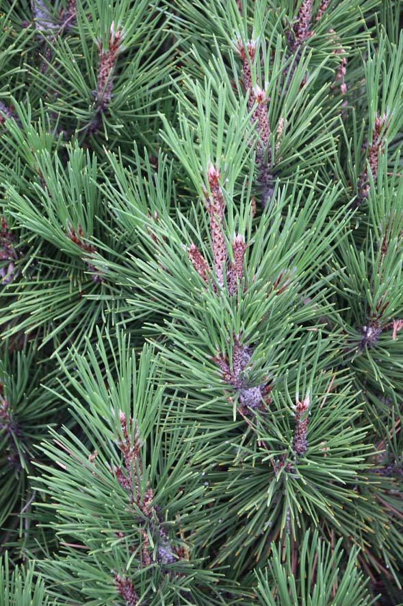 �{�X�j�A�}�c