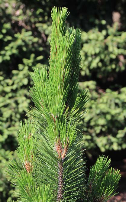 �{�X�j�A�}�c