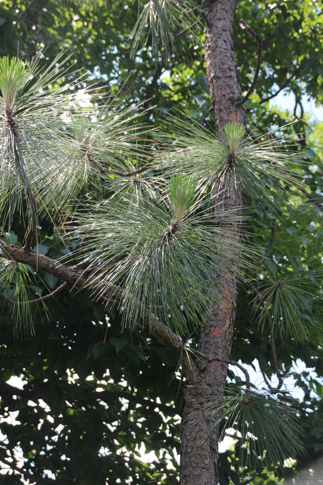 �_�C�I�E�V���E