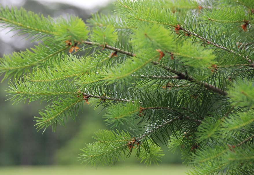 �I���S���p�C��