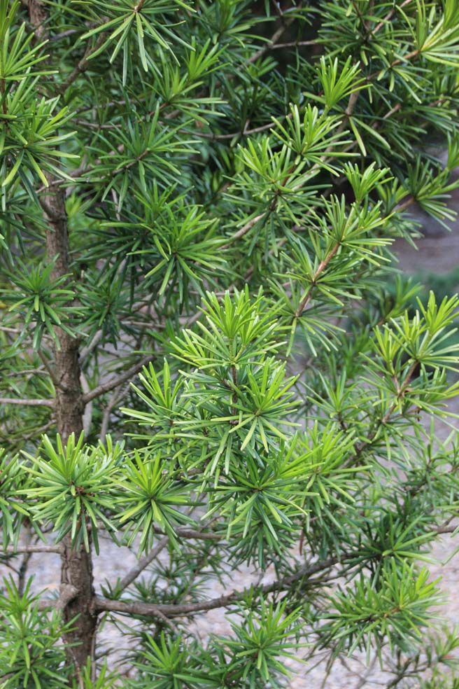 �R�E���}�L