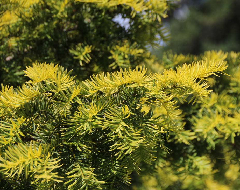 ���f�B�A�C�`�C