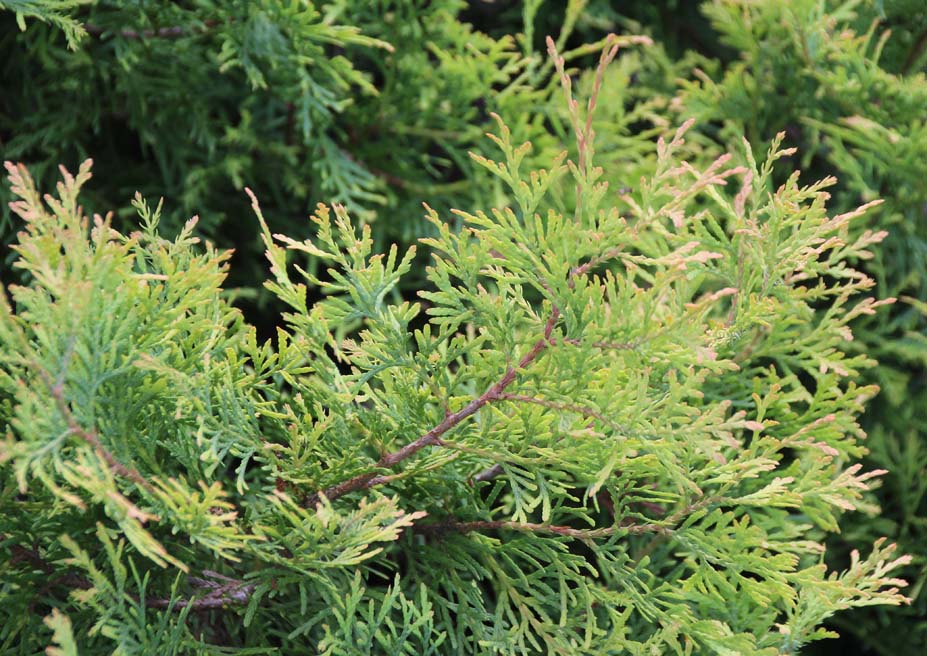 �j�I�C�q�o