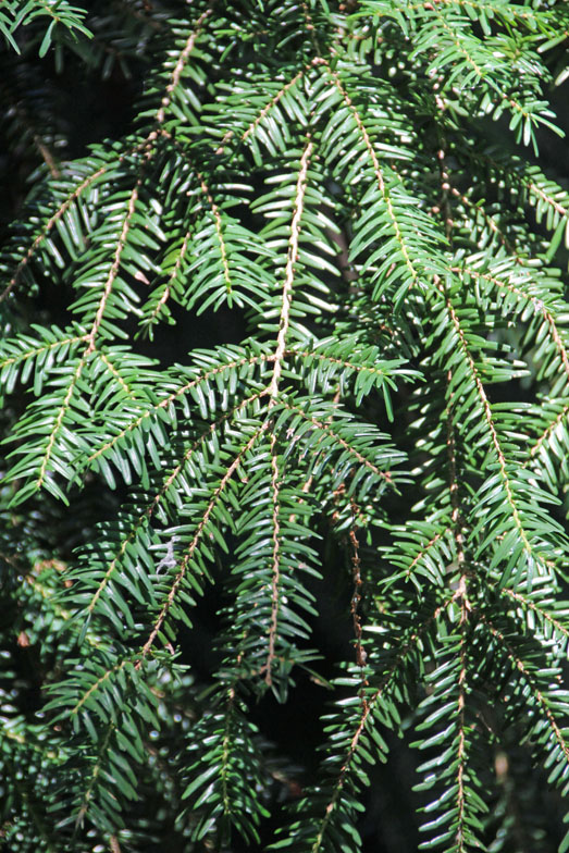 �^�C�����c�K