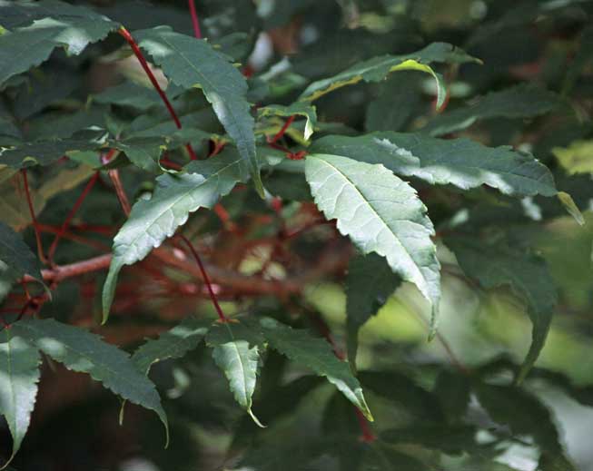 �}���V���E�J�G�f