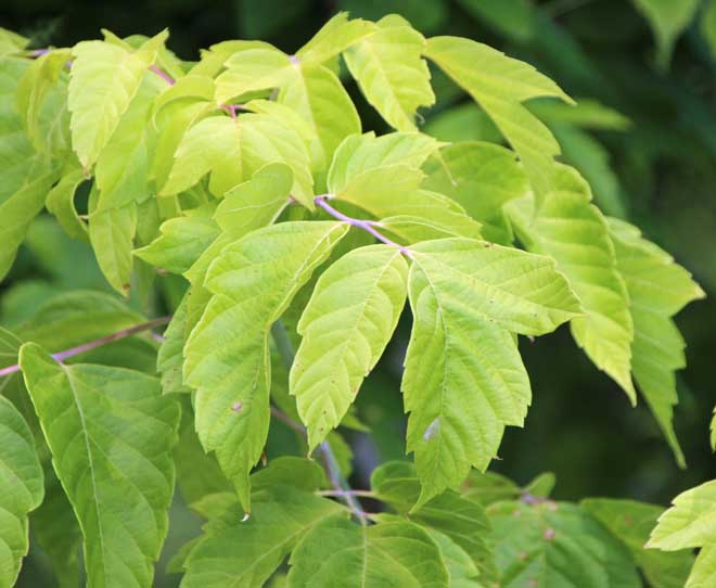 �l�O���h�J�G�fKellysGold