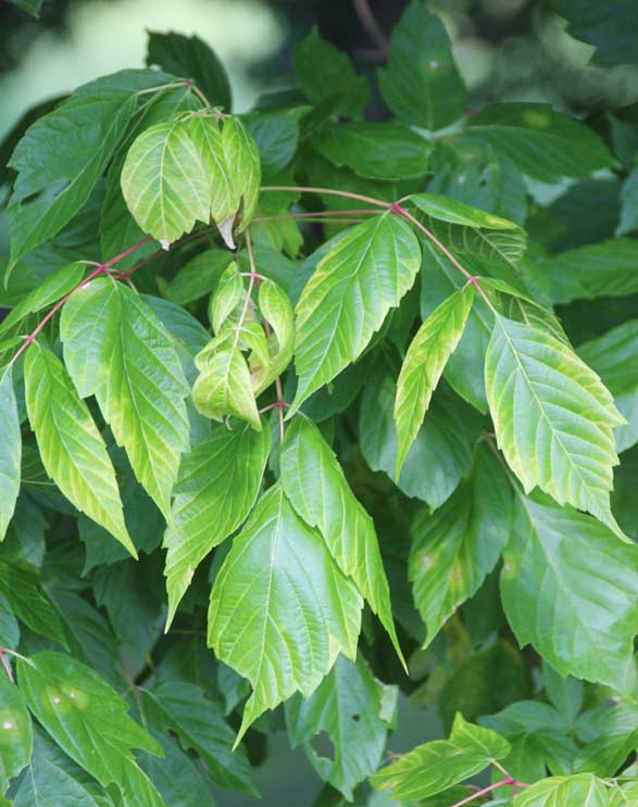 �l�O���h�J�G�fWinterLightning