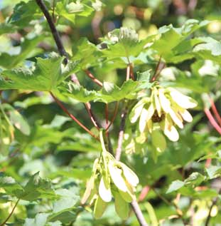 �Z�C���E�J�W�J�G�f