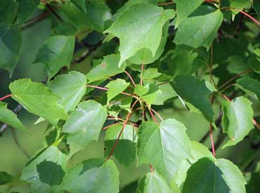 �A�����J�n�i�m�L