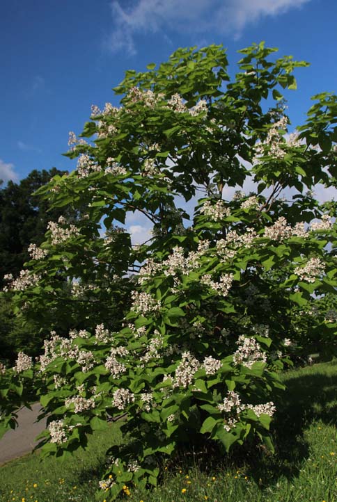 �A�����J�L�T�T�Q