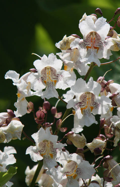 �n�i�L�T�T�Q