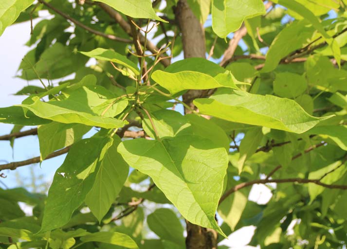 �n�i�L�T�T�Q