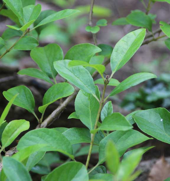 �q�g�c�o�^�S