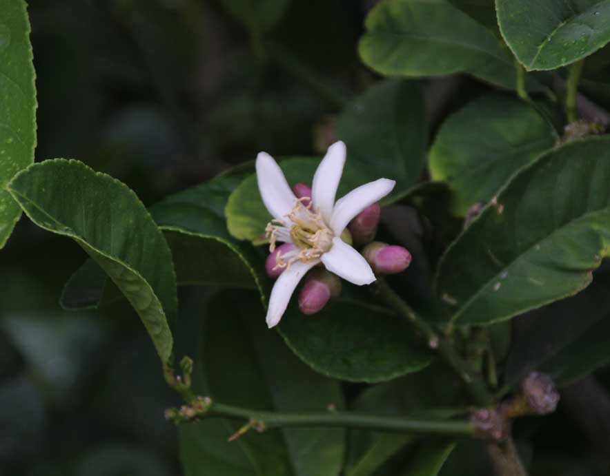 �u�b�V���J��