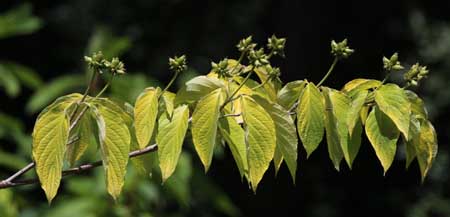 �A�����J���}�{�E�V