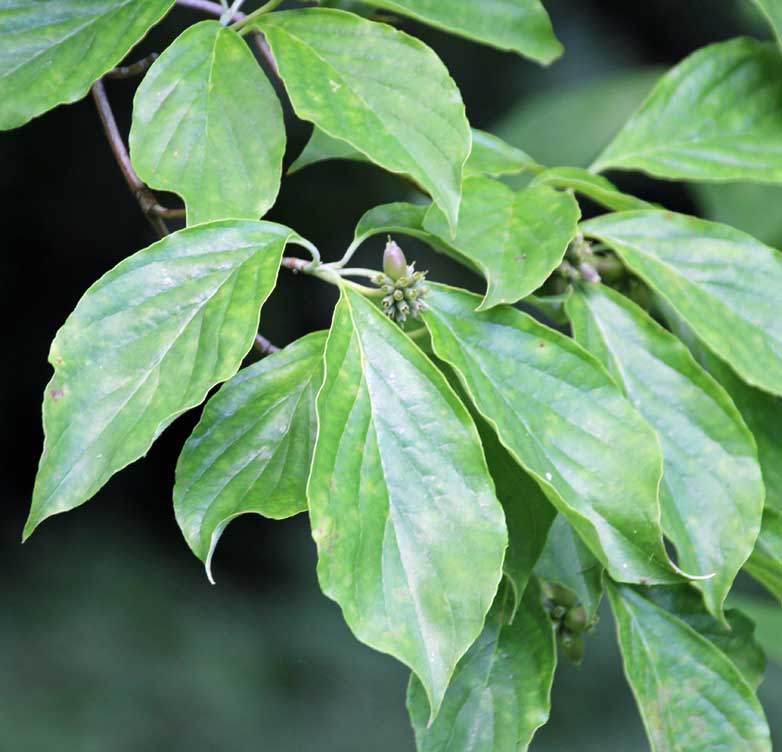 �A�����J���}�{�E�V