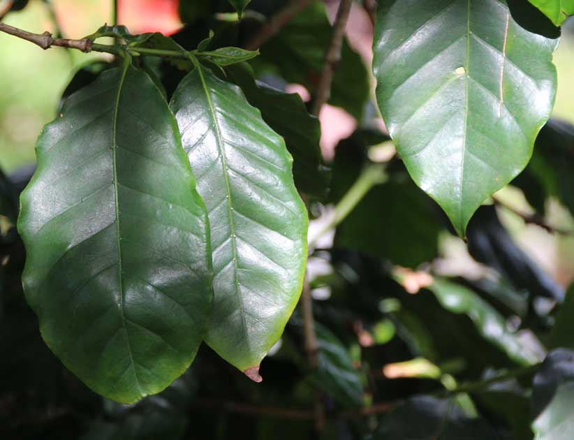 �R�[�q�[�m�L