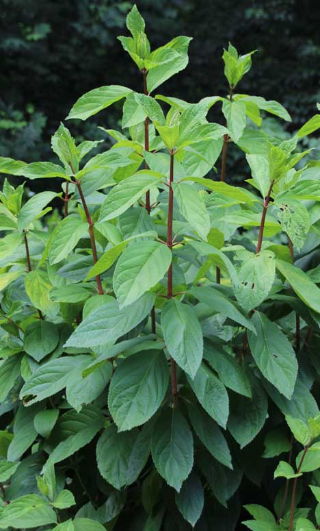 �m���E�c�M