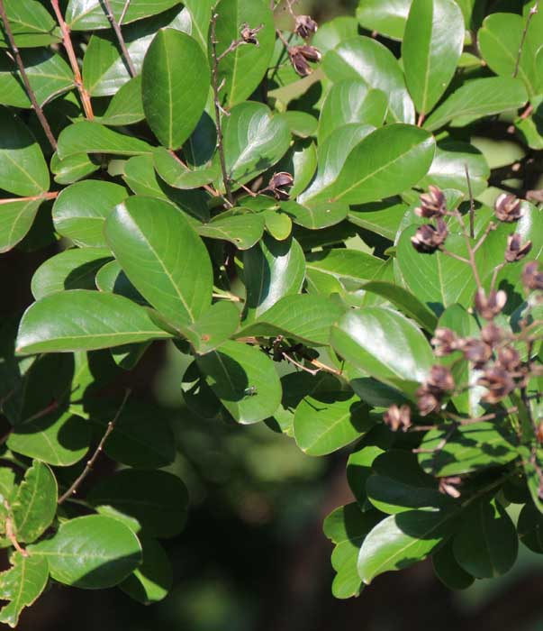 �T���X�x��