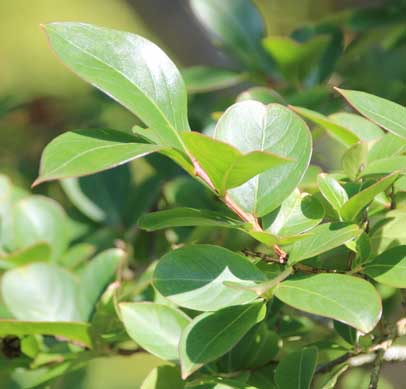 �T���X�x��