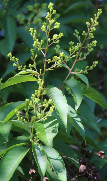 �T���X�x��