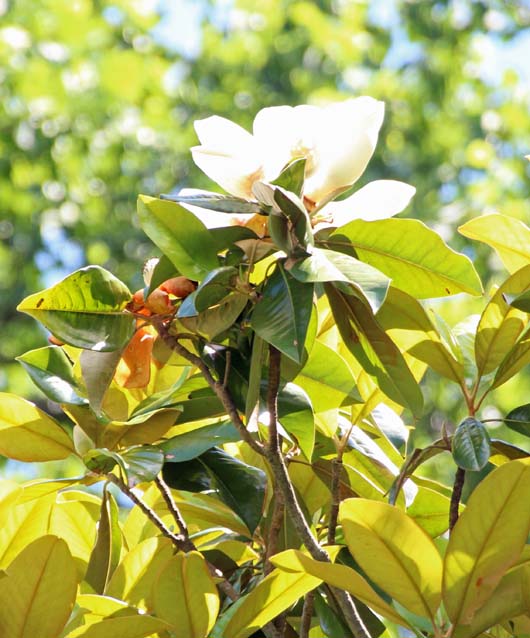 �^�C�T���{�N