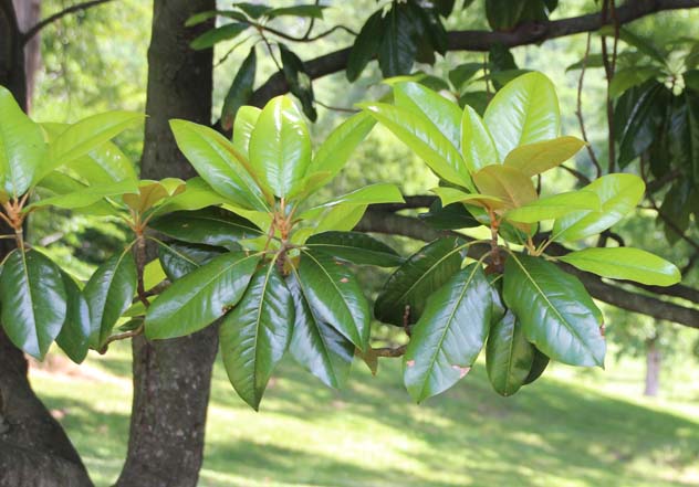 �^�C�T���{�N�t