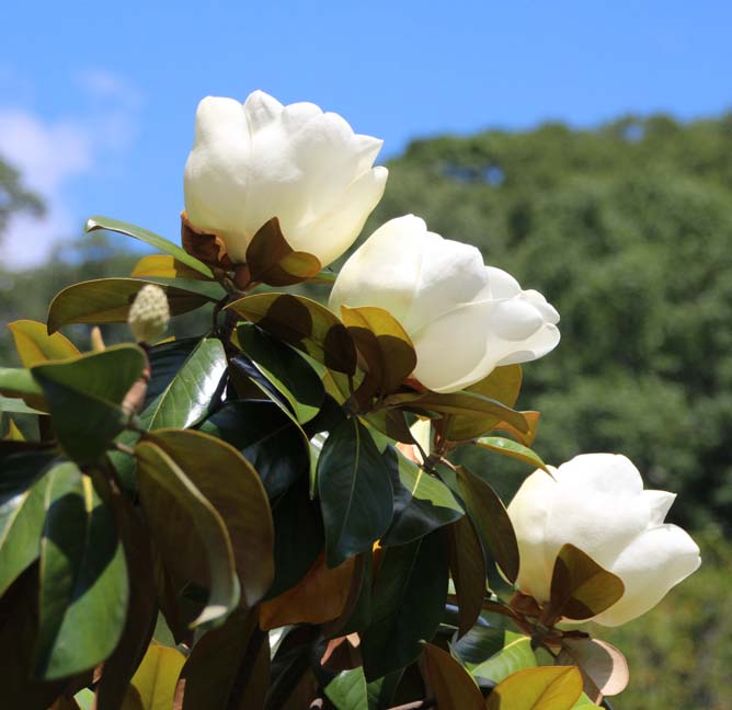 �^�C�T���{�N��