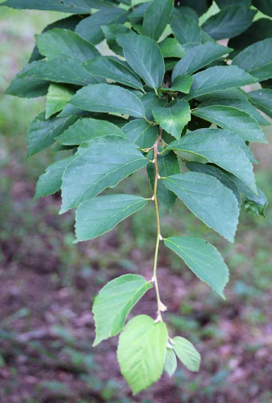 Parrotia subaequalis