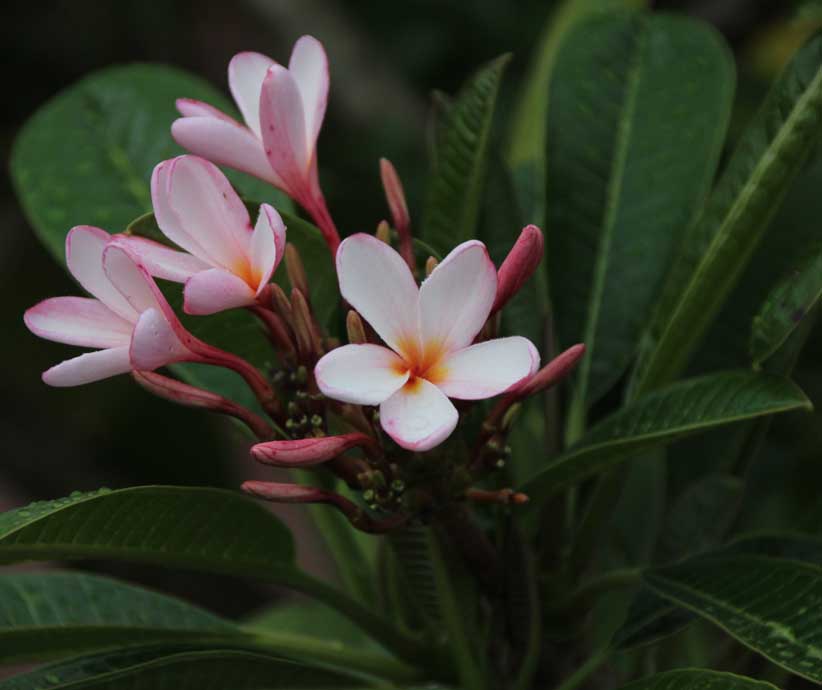 �v�������A