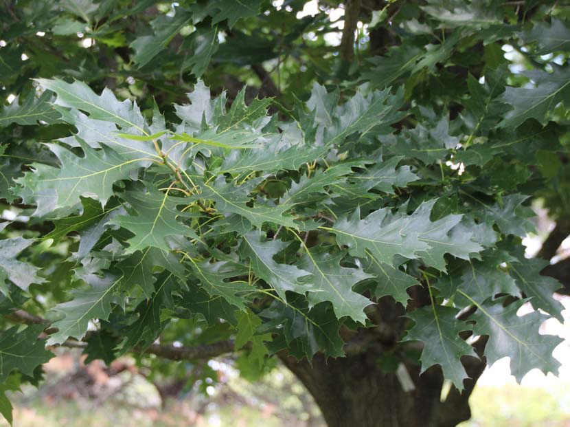 �m�[�U�����b�h�I�[�N