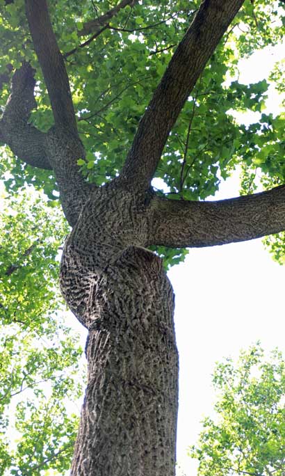 �����m�L