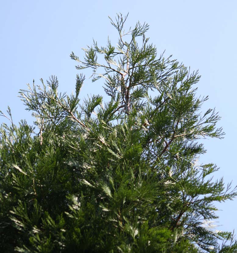 Calocedrus�@decurrens�̗t