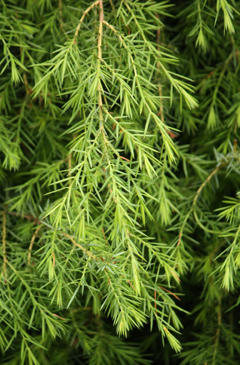 �Z�C���E�l�Y