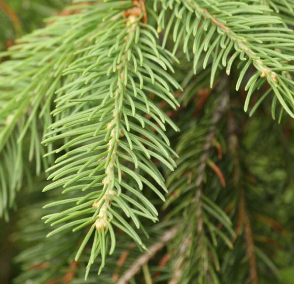 �h�C�c�g�E�q�̗t