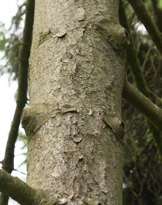 �h�C�c�g�E�q�̊�