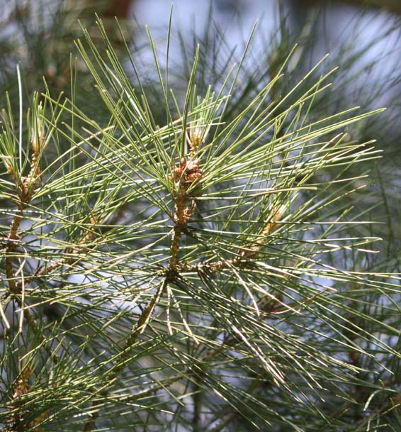 �A���b�|�}�c�̗t