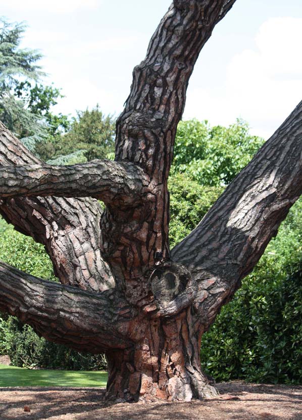 �J�T�}�c�̊�