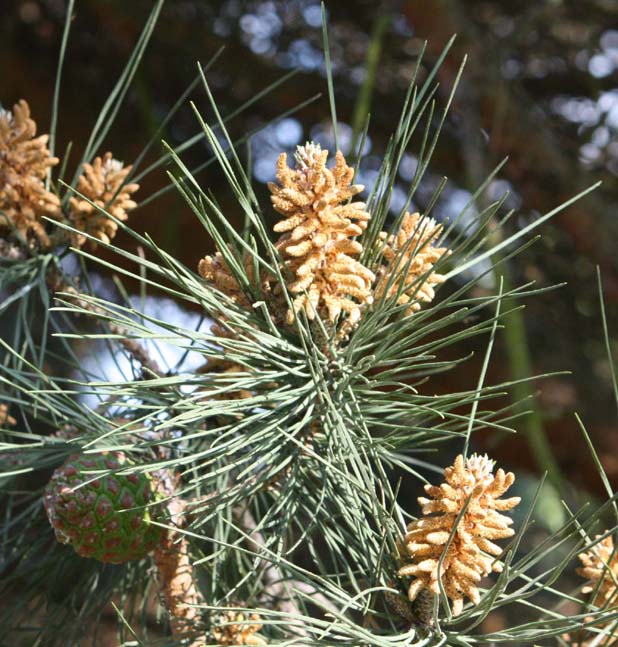 �J�T�}�c�̗t