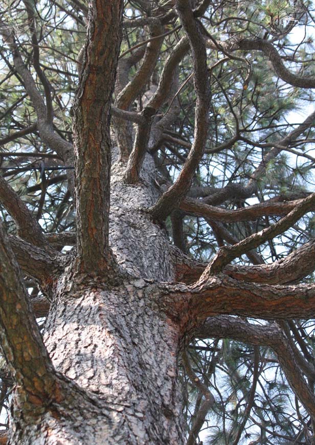 �|���f���[�T�p�C���̊�