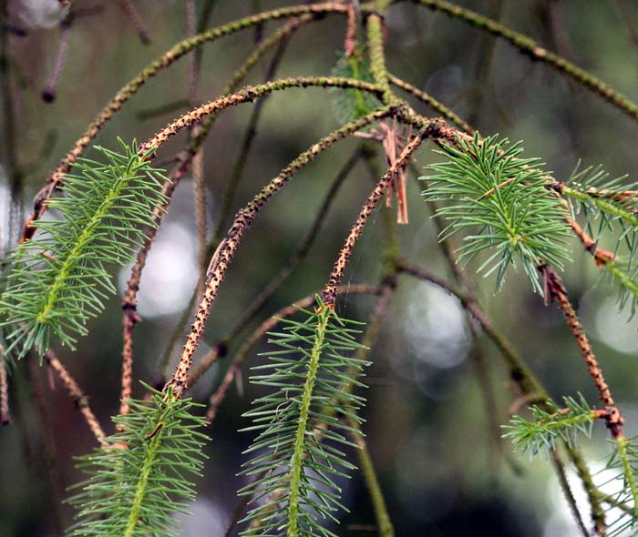 �V�g�J�X�v���[�X�̗t