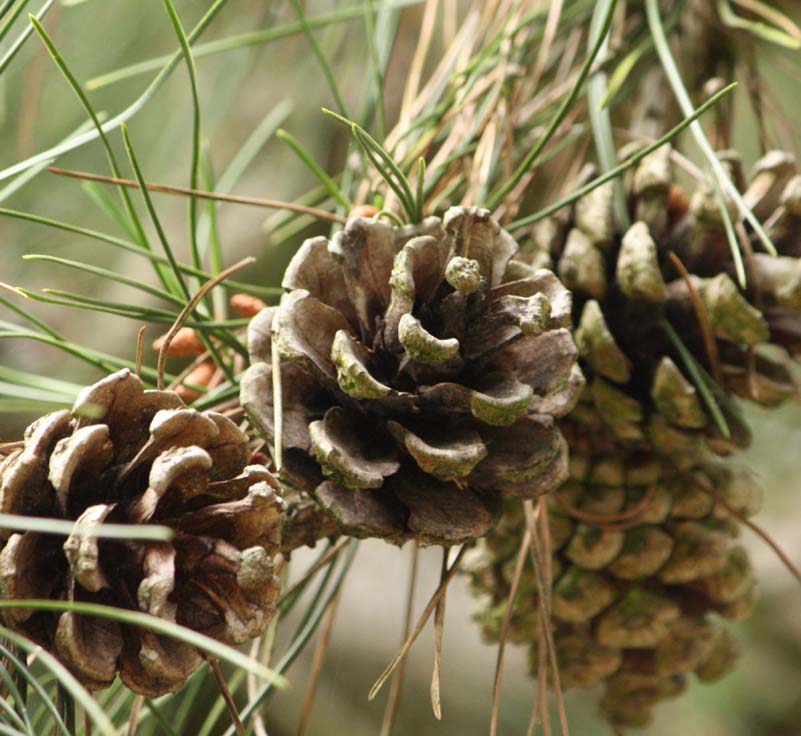 �}���V���E�N���}�c