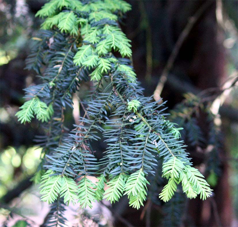 �Z�C���E�C�`�C