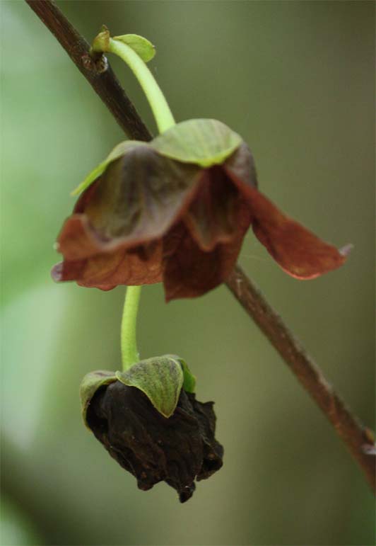 �|�[�|�[�̉�