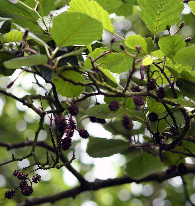 �Z�C���E���}�n���m�L