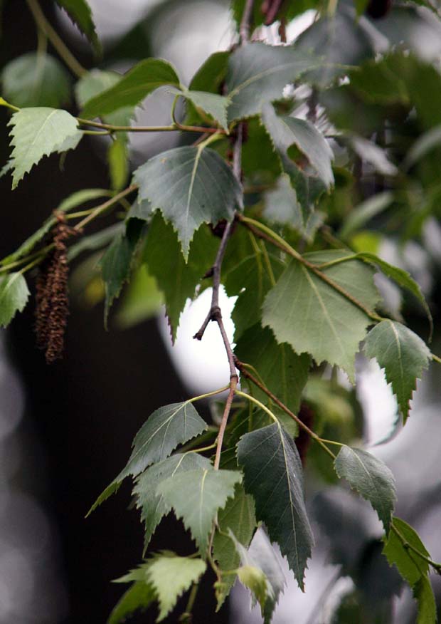 ���[���b�p�V���J���o